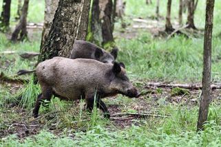 Pozor na myslivce! V Klánovickém lese v Praze střílejí kance - Novinky